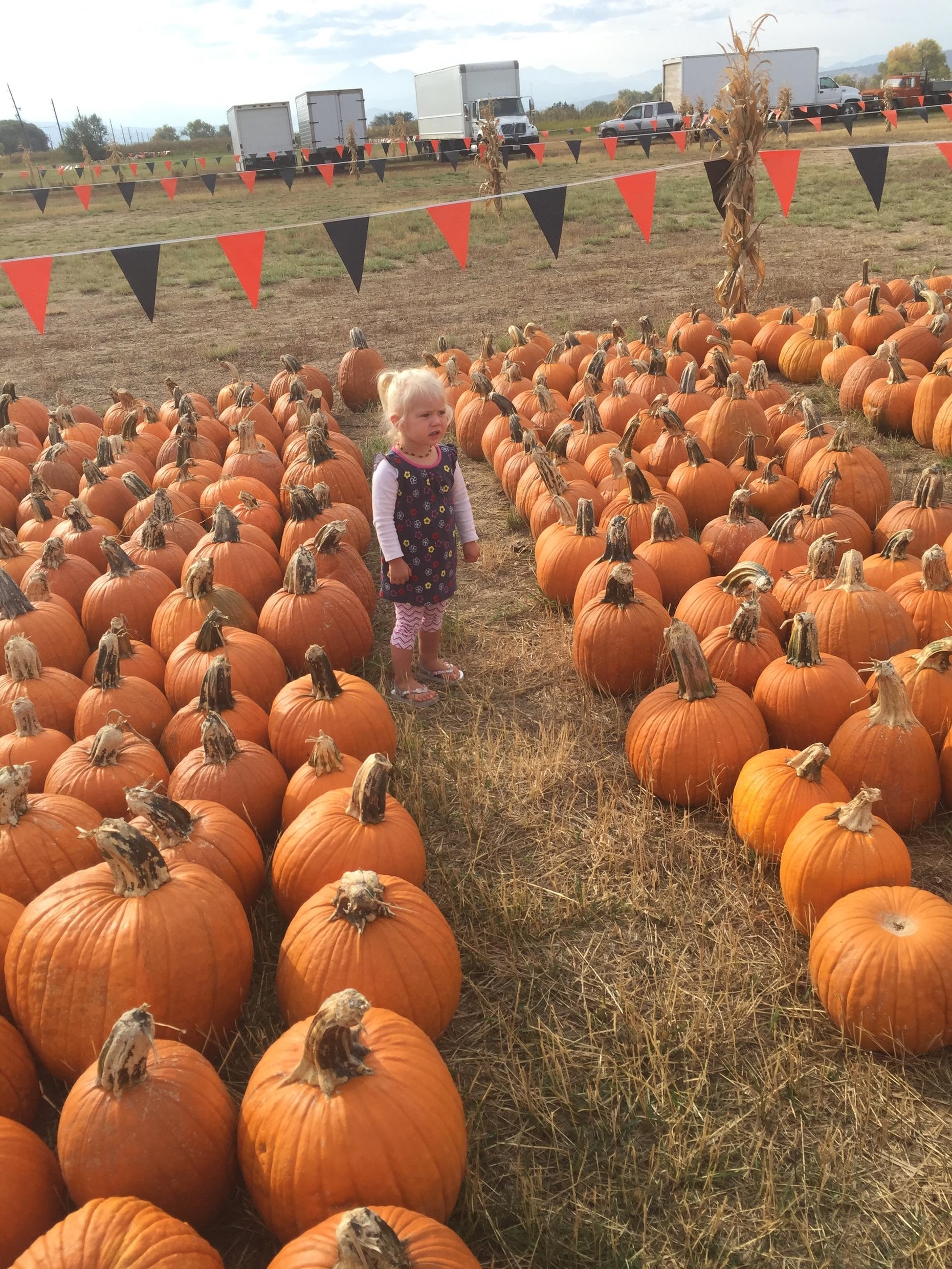 Family Fun: The Pumpkin Patch